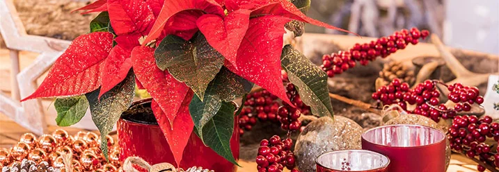 Weihnachtsstern mit Weihnachtsdeko